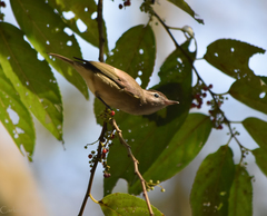 Vireo leucophrys