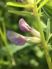 Vicia sativa