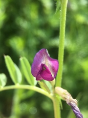 Vicia sativa