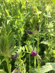 Vicia sativa