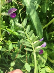 Vicia sativa