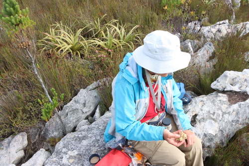 Image of Erica retorta by (c) Tony Rebelo, some rights reserved (CC BY-SA)