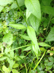 Iodanthus pinnatifidus