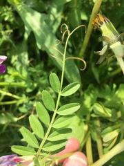 Vicia sativa
