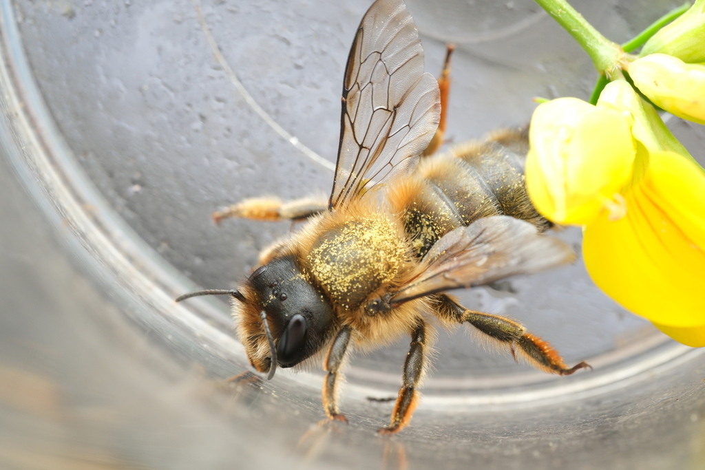 Osmia mustelina