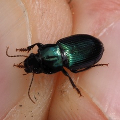Harpalus honestus