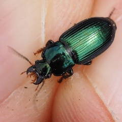 Harpalus honestus
