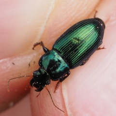 Harpalus honestus