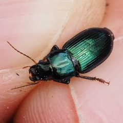 Harpalus honestus