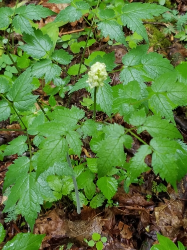 White baneberry (Actaea pachypoda)