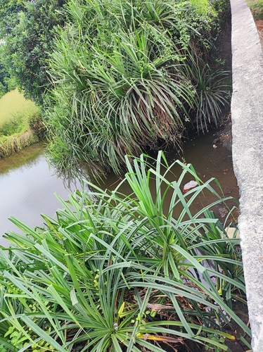 False Pineapple (Pandanus kaida)