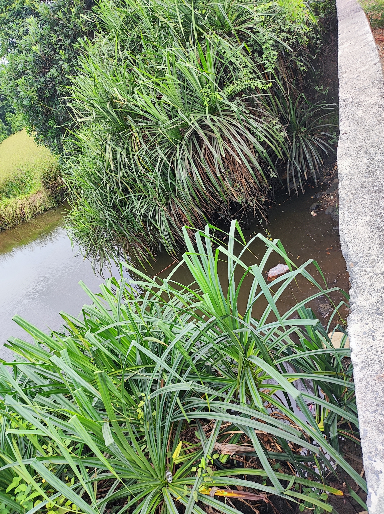 False Pineapple (Pandanus kaida)