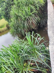 Pandanus kaida
