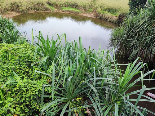 Image of Pandanus kaida by no rights reserved