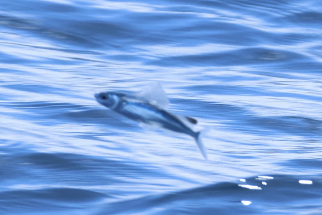 Atlantc Sailfin Flyingfish