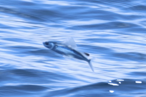 Atlantc Sailfin Flyingfish