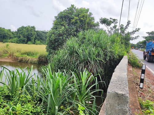 Image of Pandanus kaida by no rights reserved