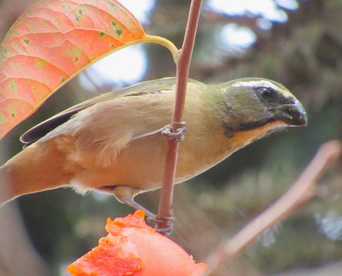 Saltator maxillosus
