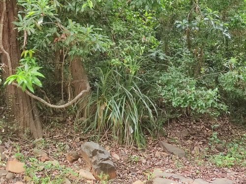 Pandanus furcatus observed 2024-05-27