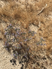 Eriastrum eremicum eremicum