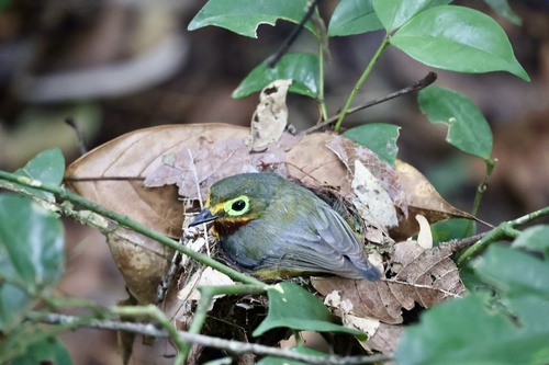 iNaturalist image