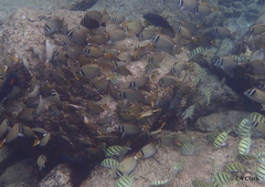 Acanthurus leucopareius