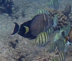 Acanthurus guttatus