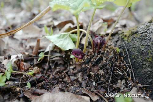 Manchurian Wild Ginger (Asarum heterotropoides)