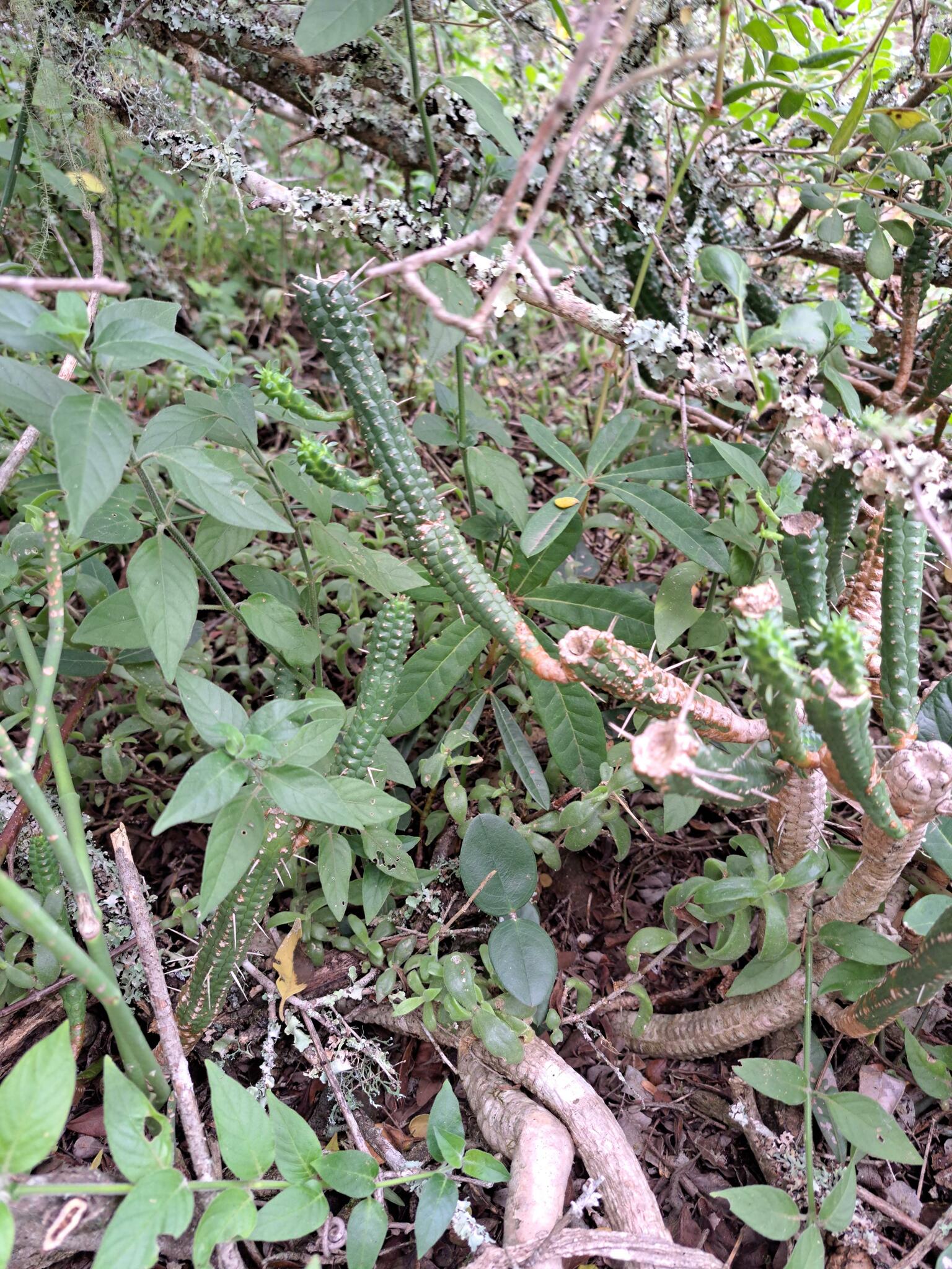 Imagem de Cacto-pulga