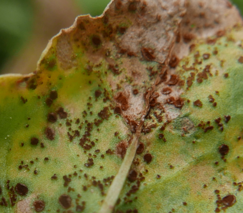 Puccinia acetosae