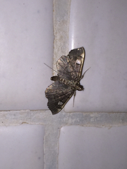Luma sericea