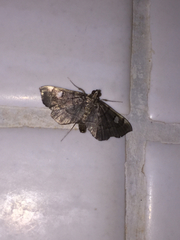 Luma sericea