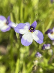 Downingia montana