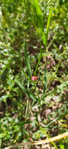 Image of Lathyrus sphaericus by no rights reserved