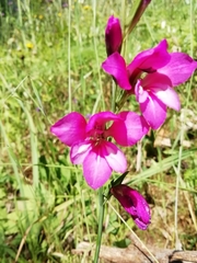 Gladiolus illyricus illyricus