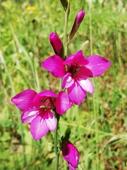 Gladiolus illyricus illyricus