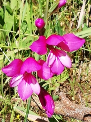 Gladiolus illyricus illyricus