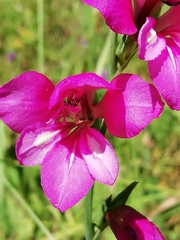 Gladiolus illyricus illyricus