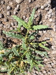 Phacelia corrugata