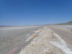 Cicindela willistoni echo