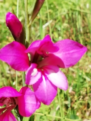 Gladiolus illyricus illyricus