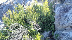 Diospyros glabra