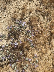 Eriastrum eremicum eremicum