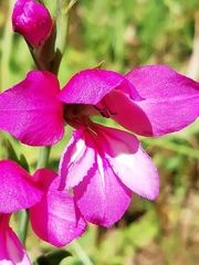 Gladiolus illyricus illyricus