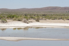 Cicindela willistoni echo