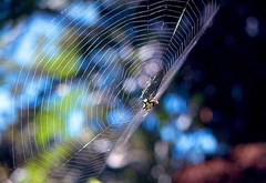 Gasteracantha theisi