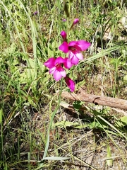 Gladiolus illyricus illyricus