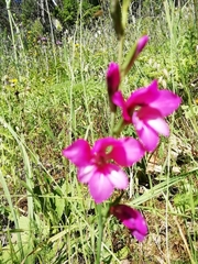 Gladiolus illyricus illyricus
