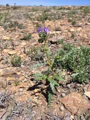 Phacelia corrugata