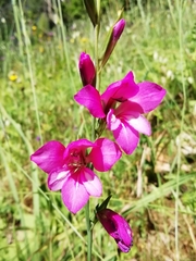 Gladiolus illyricus illyricus